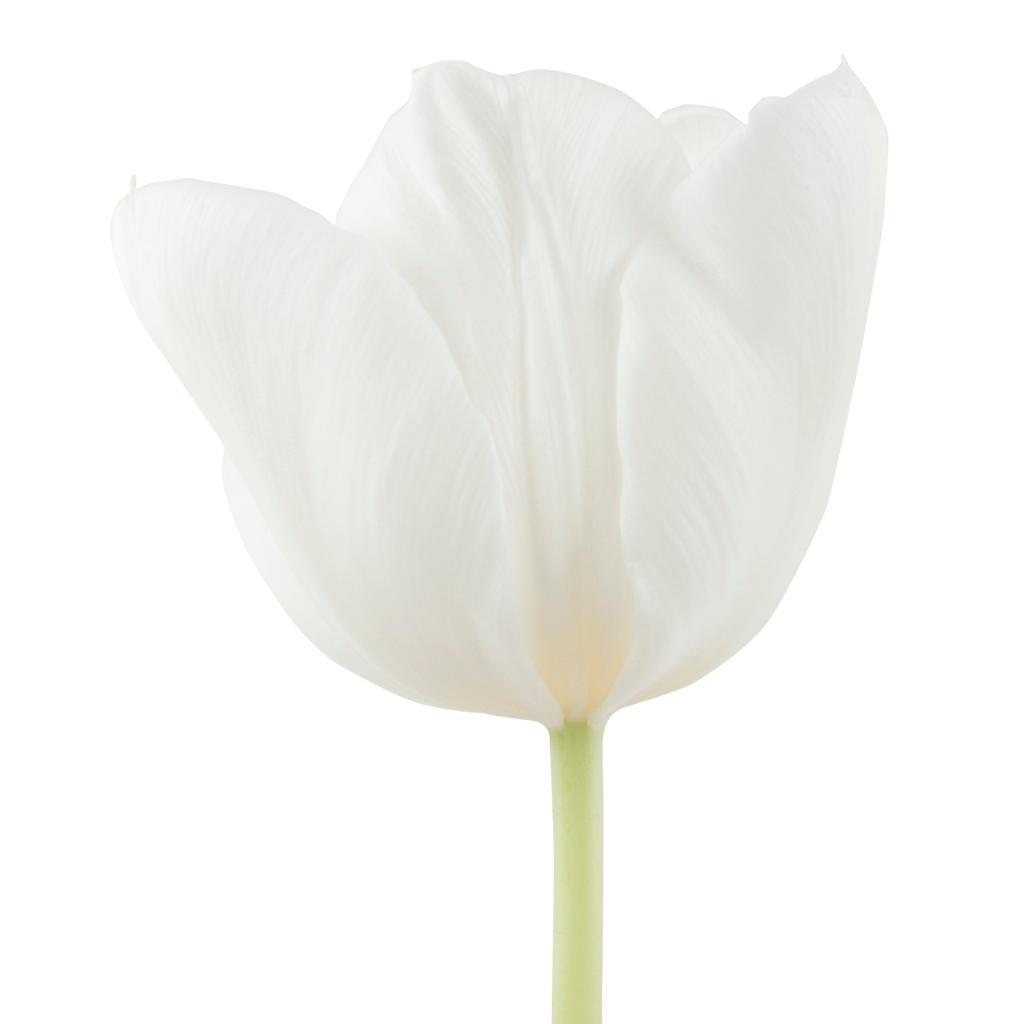 White Tulip