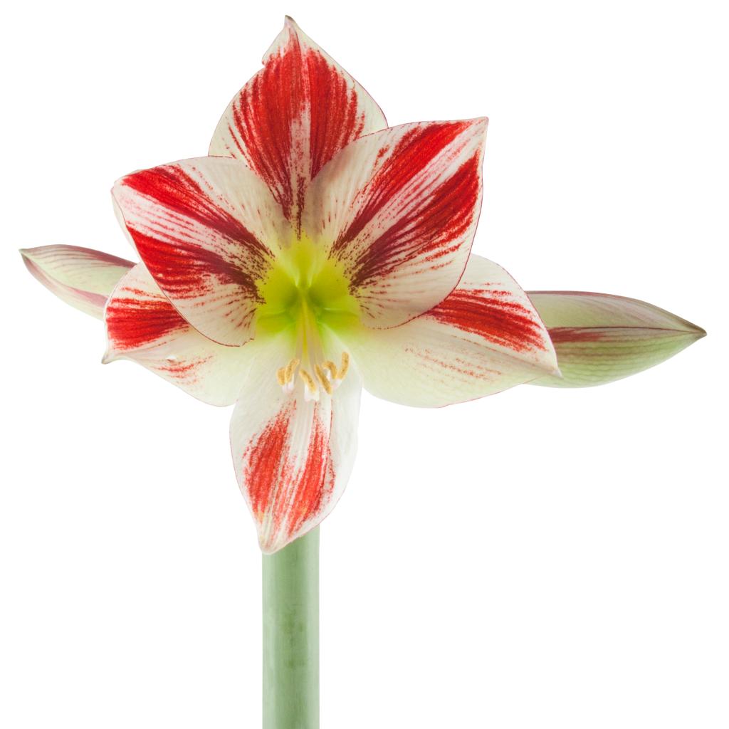 White Variegated Amaryllis