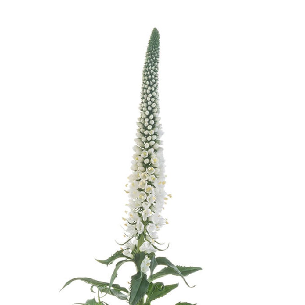 White Veronica