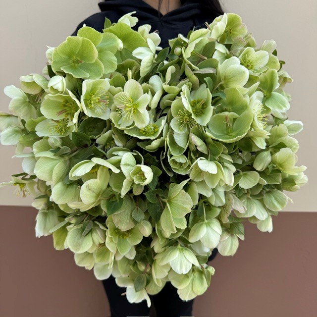 Winterbell Hellebore