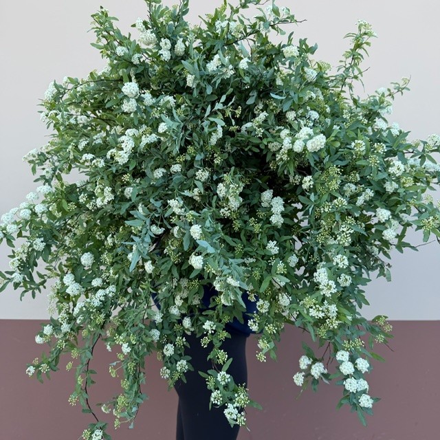 XL Japanese Spirea