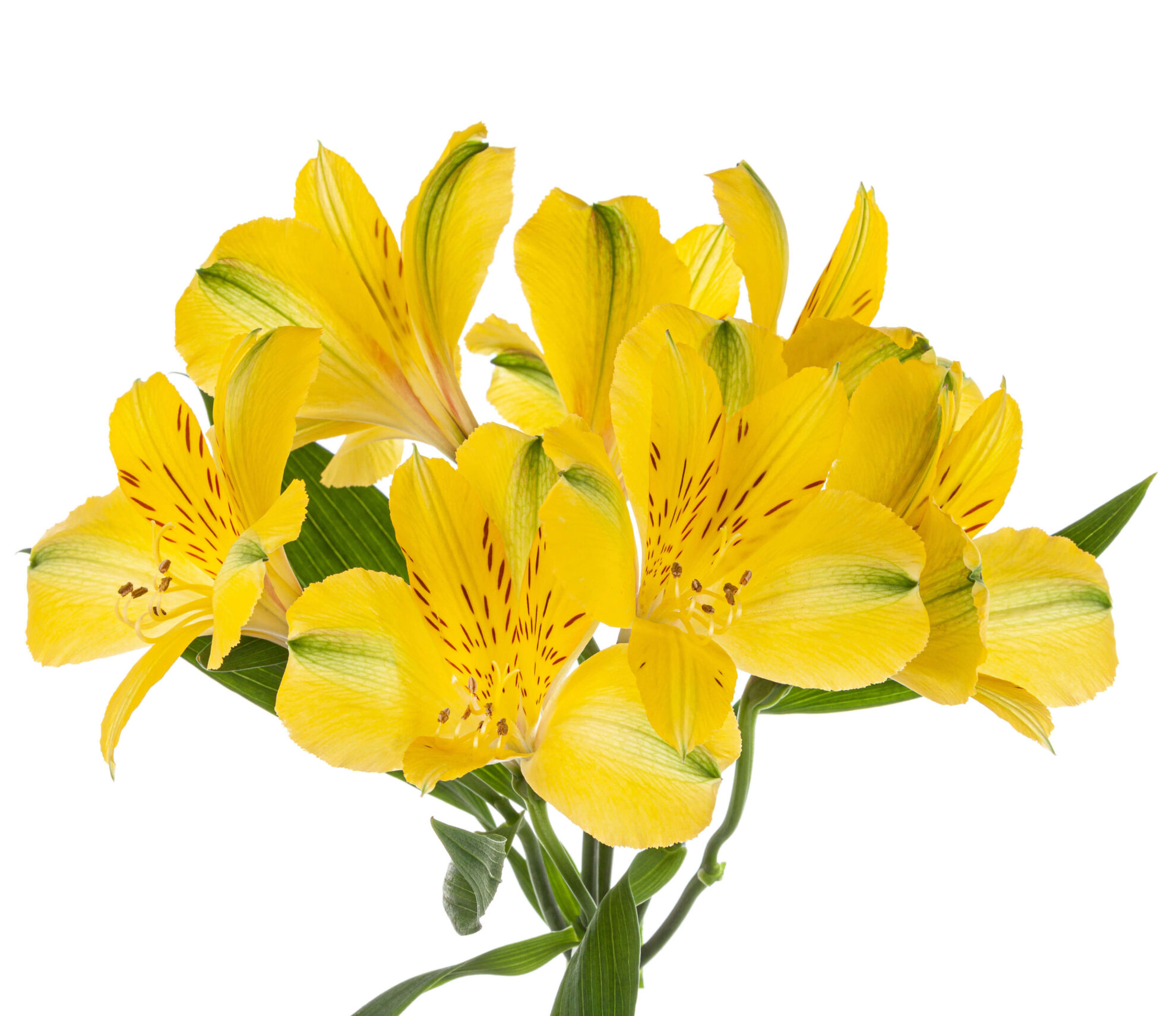 Yellow Alstromeria