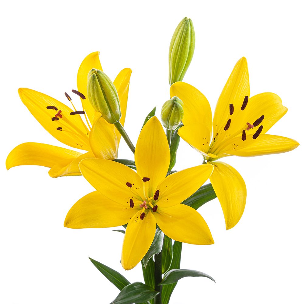 Yellow Asiatic Lily