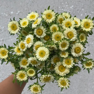 Yellow Aster Matsumoto
