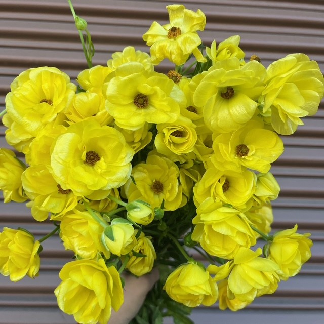 Yellow Butterfly Ranunculus