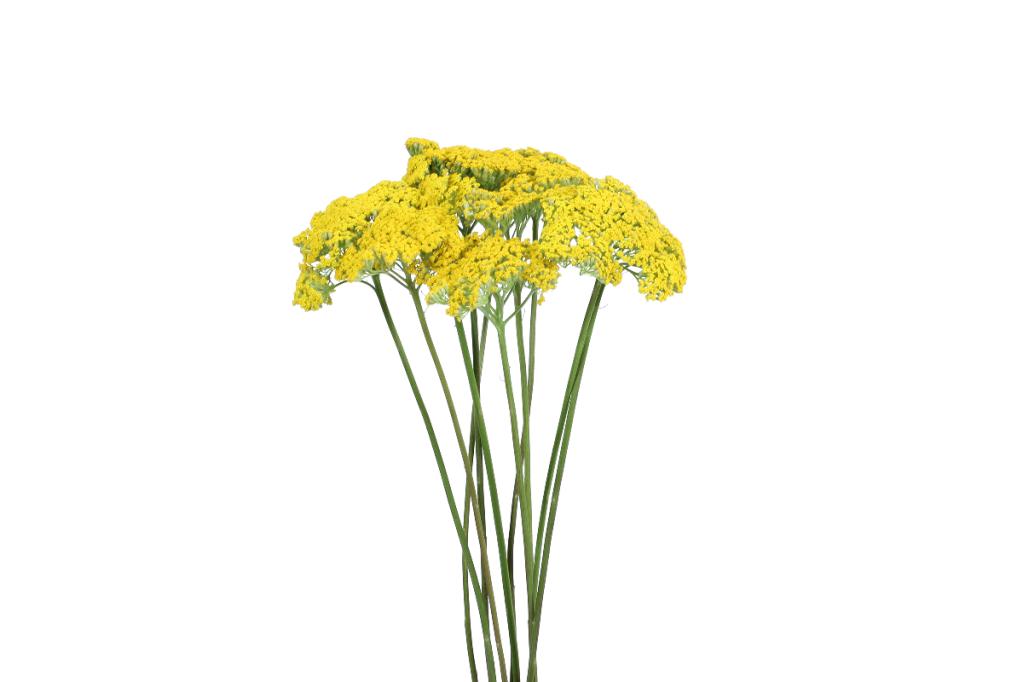 Yellow Cottage Yarrow