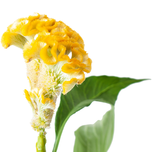 Yellow Coxcomb Celosia