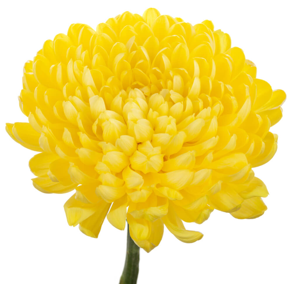 Yellow Cremon