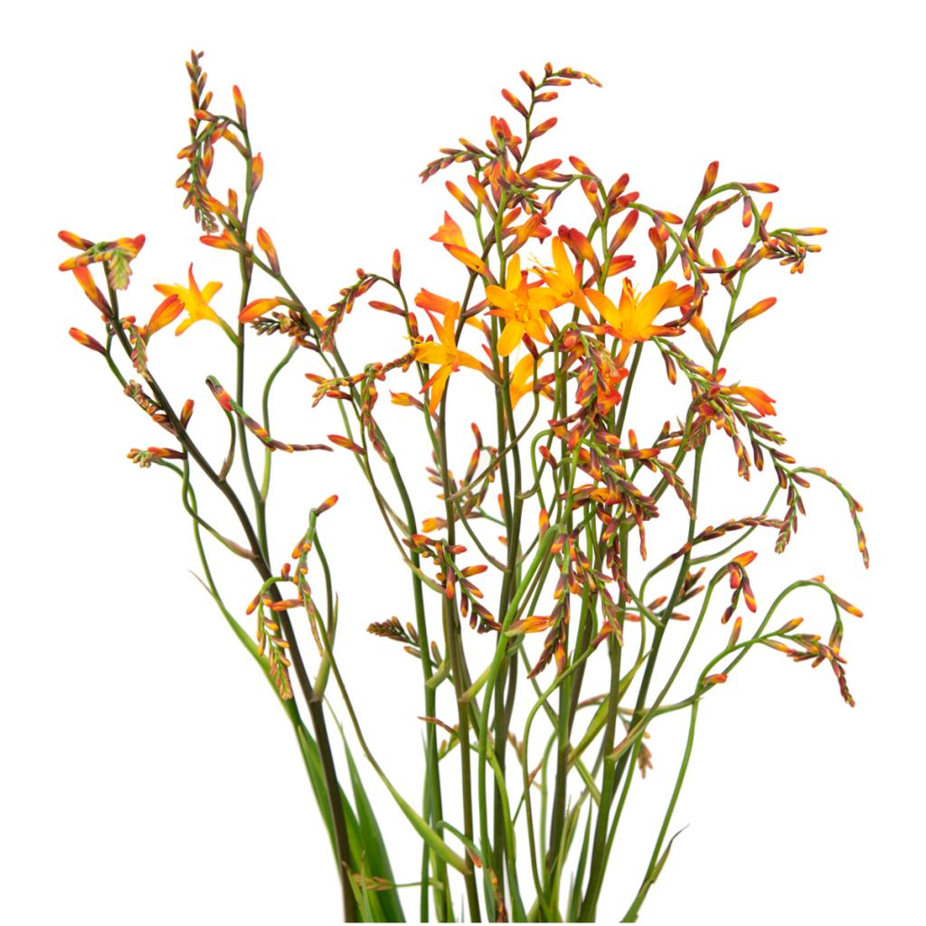 Yellow Crocosmia