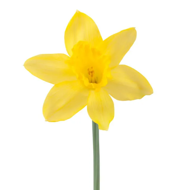 Yellow Daffodil
