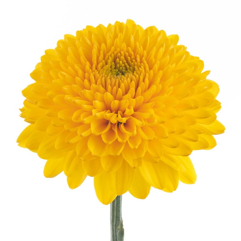 Yellow Disbud Ball