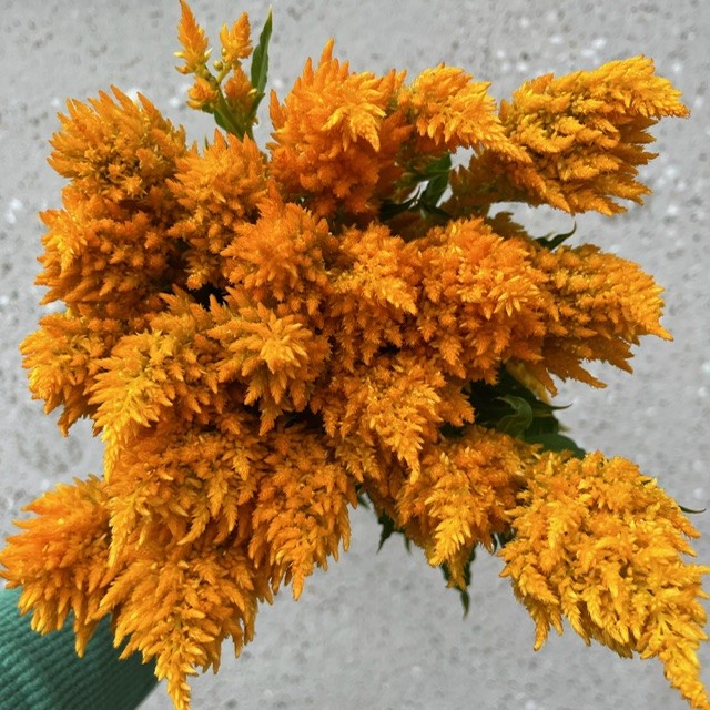 Yellow Feather Celosia
