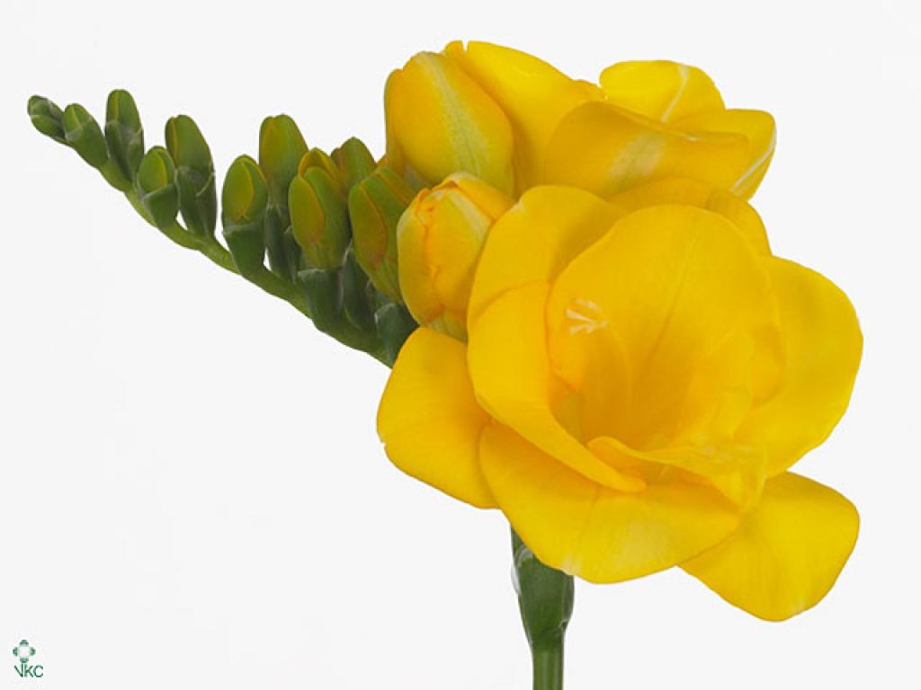 Freesia 2026