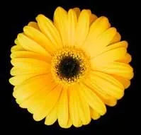Yellow Gerbera Daisy