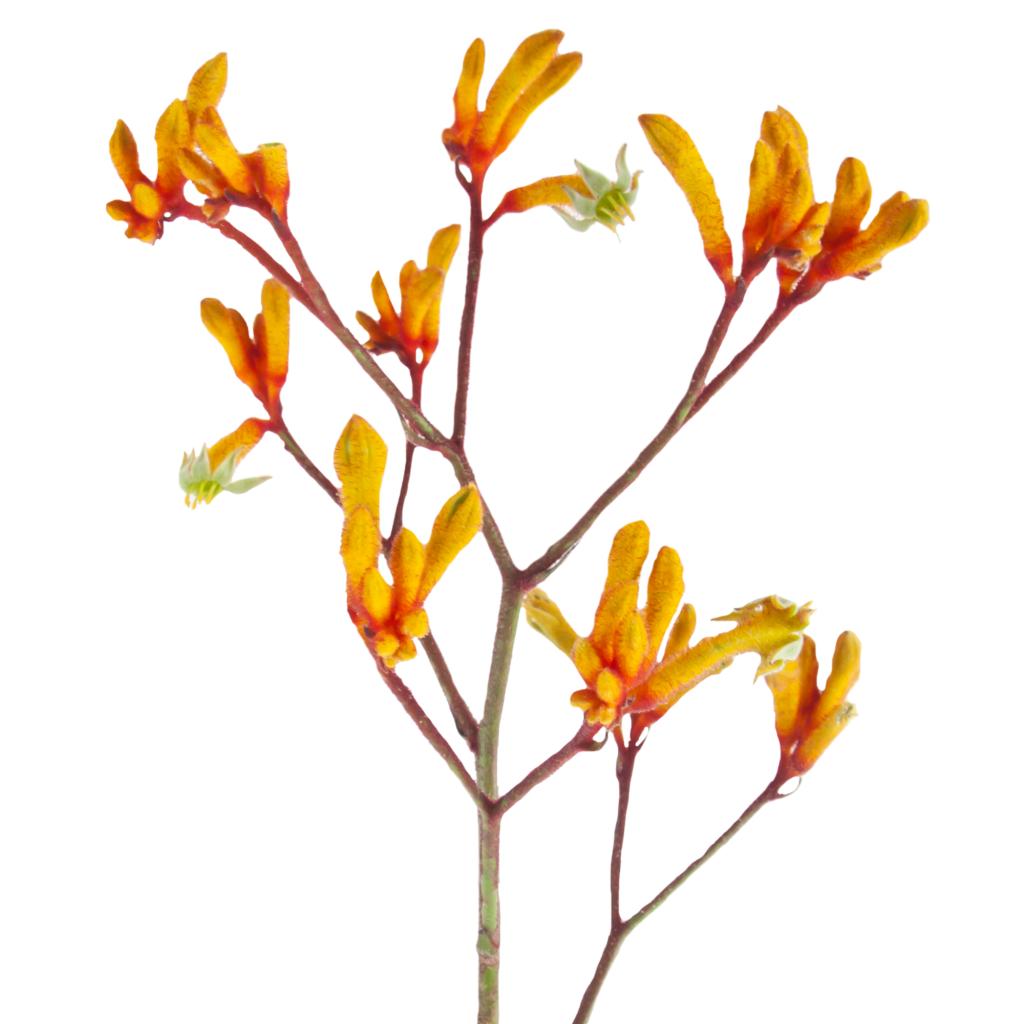 Yellow Kangaroo Paw