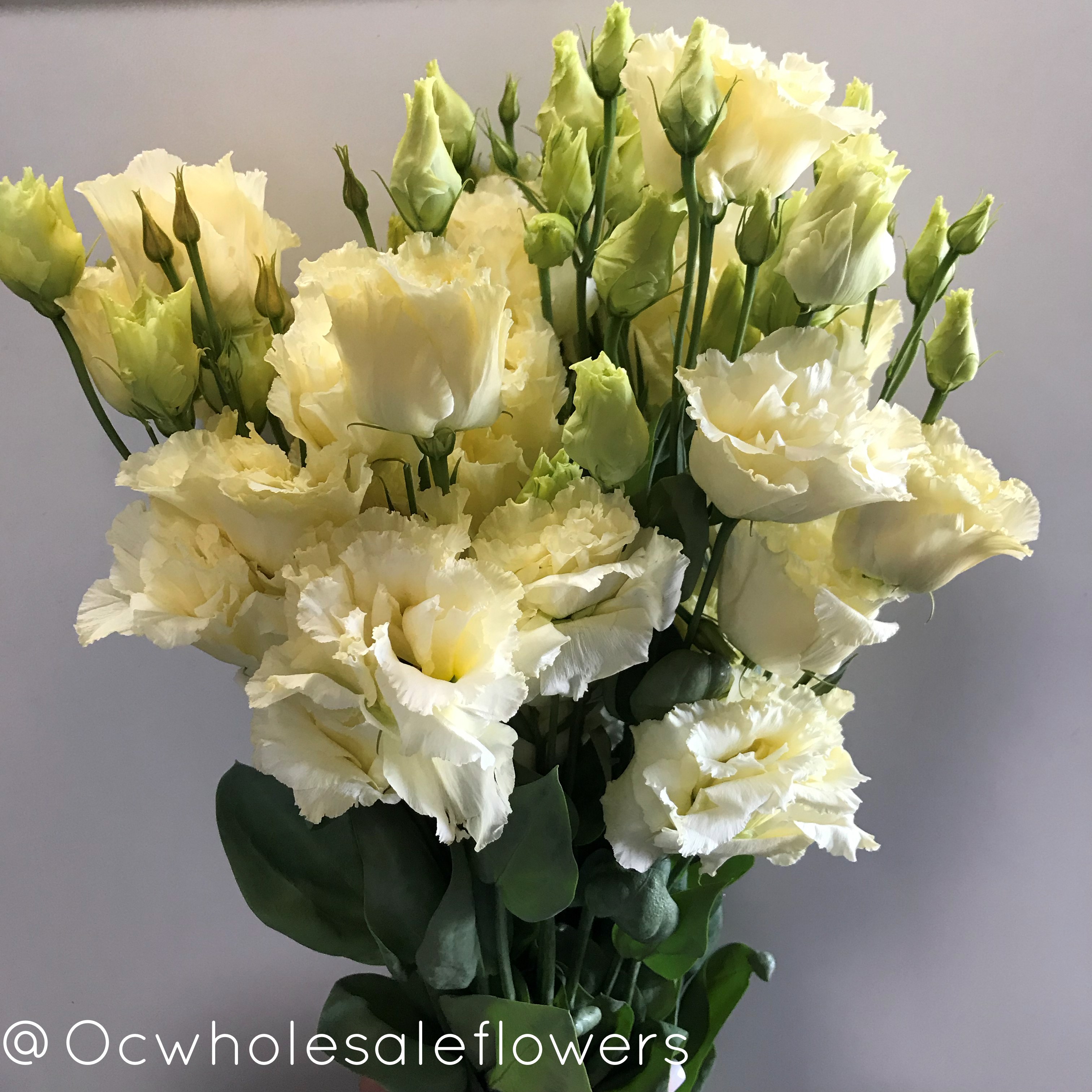 Yellow Lisianthus