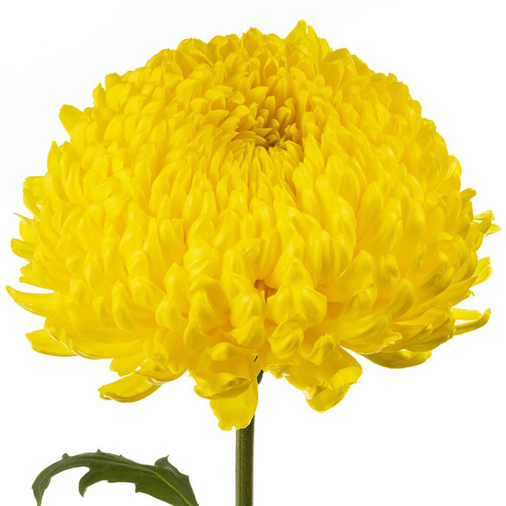 Yellow Mum China