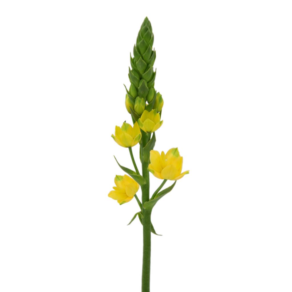 Ornithogalum