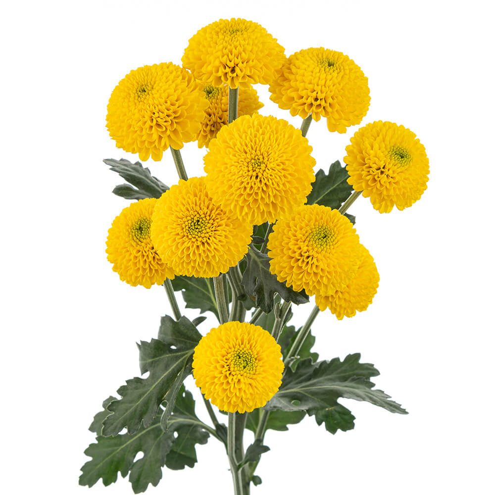 Yellow Pom Button