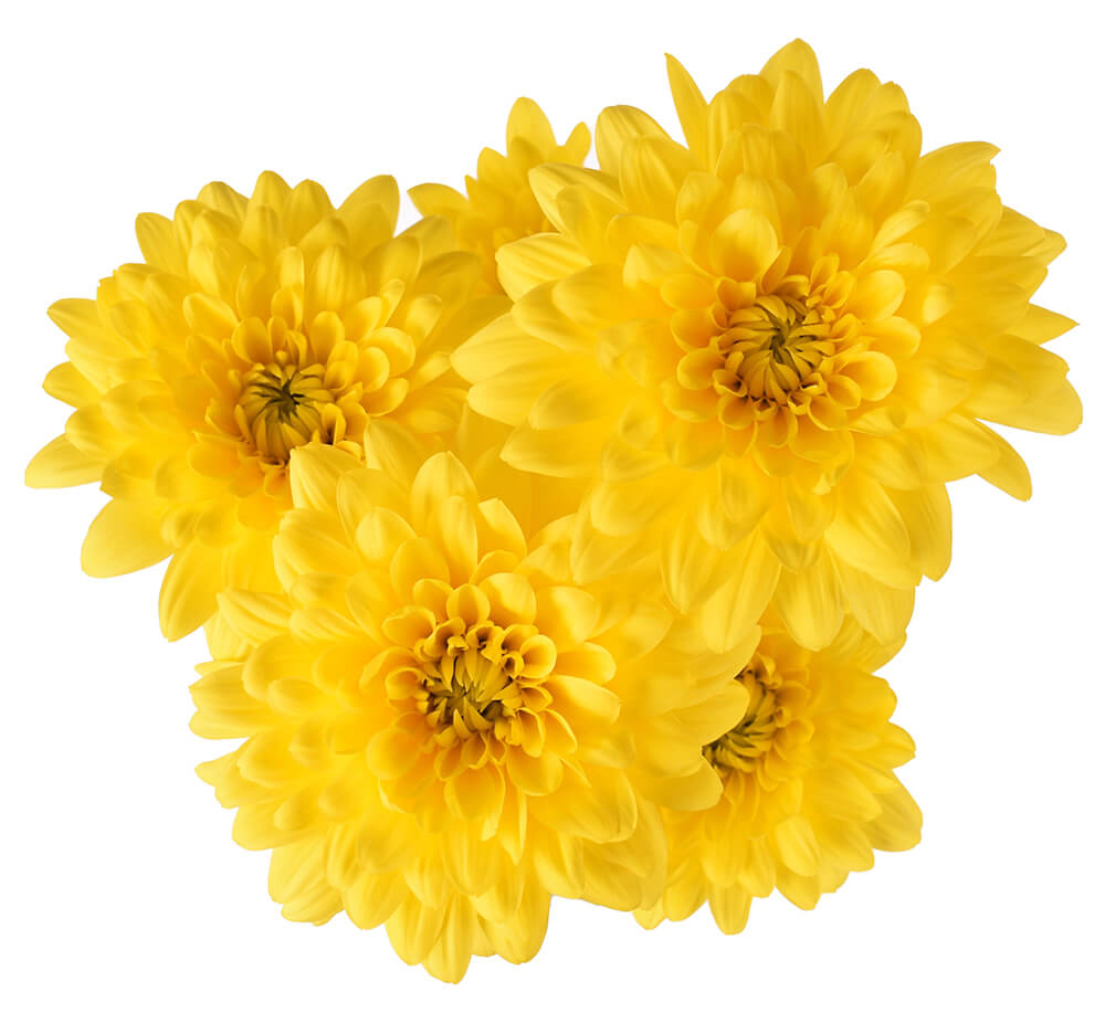 Yellow Pom Cushion