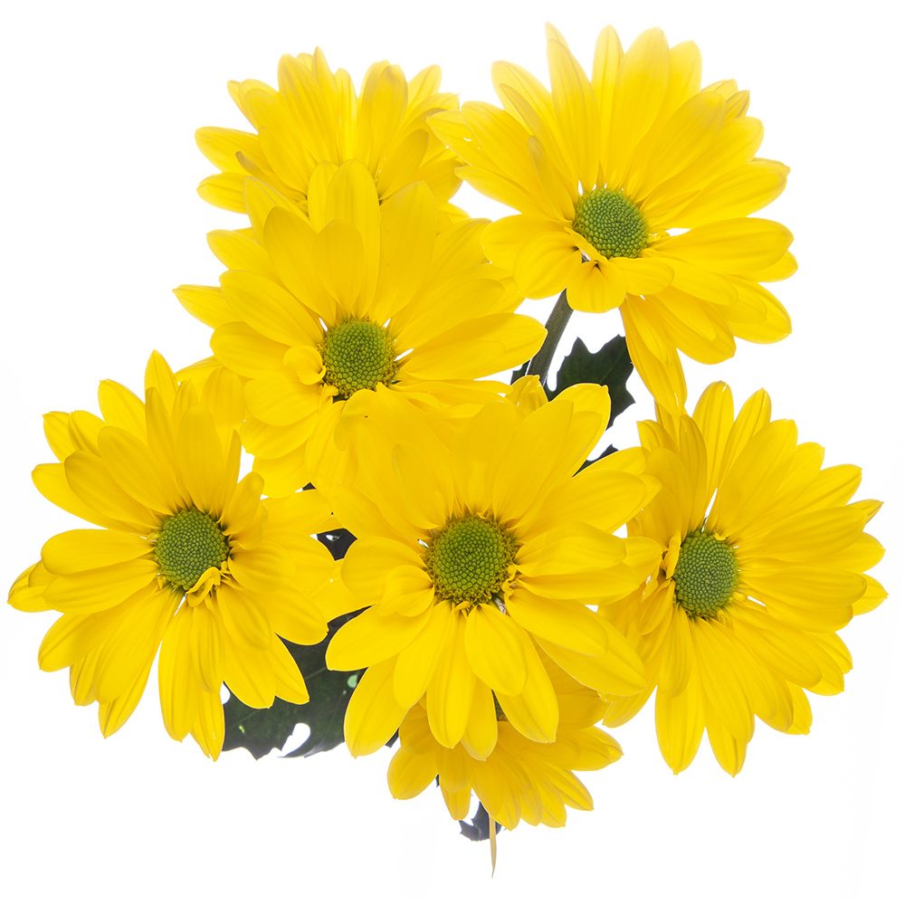 Yellow Pom Daisy