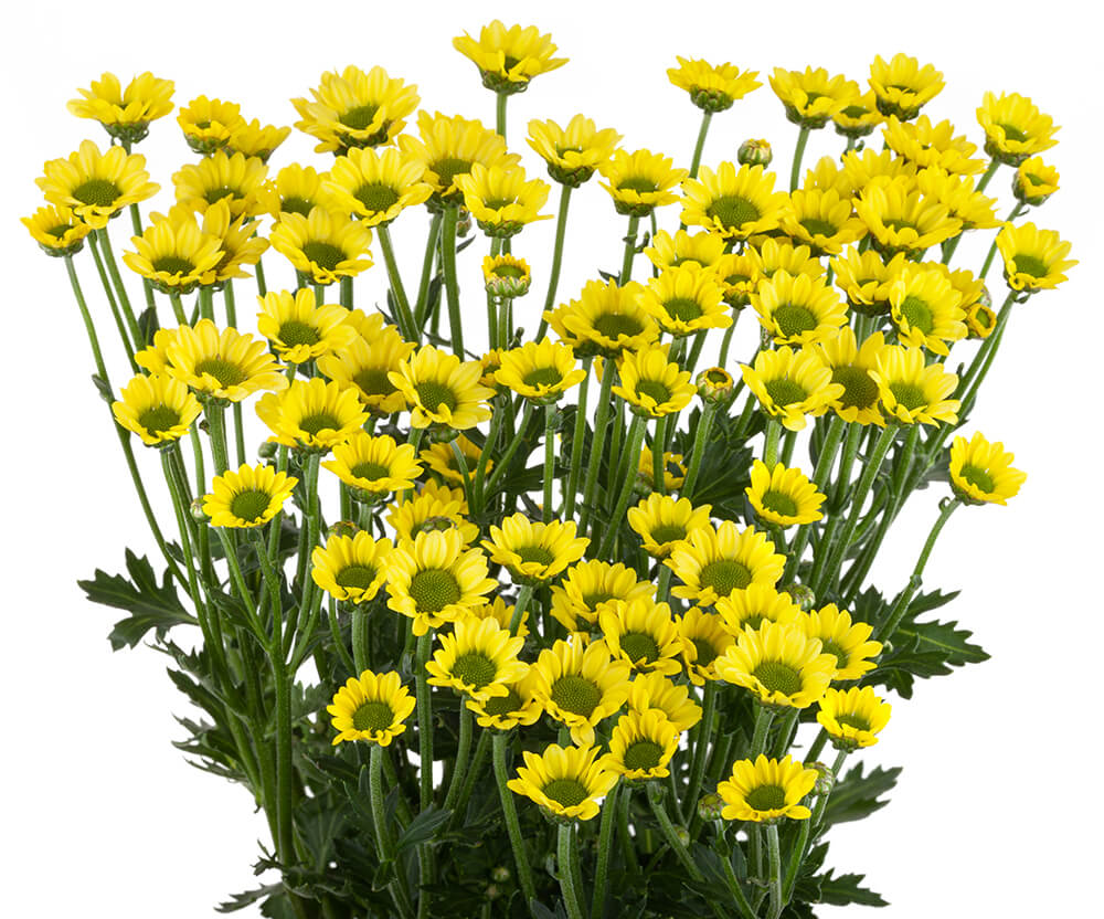 Yellow Pom Santini