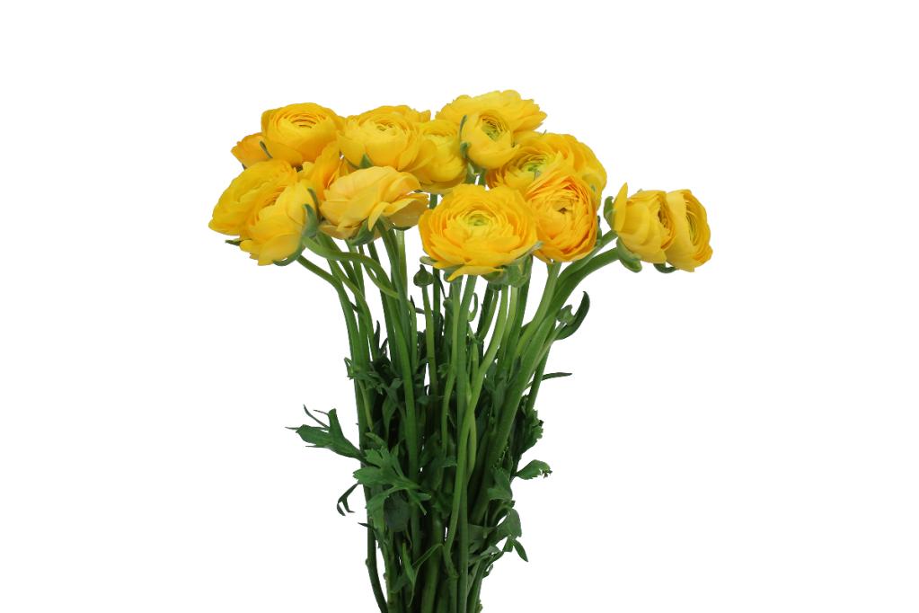 Yellow Ranunculus