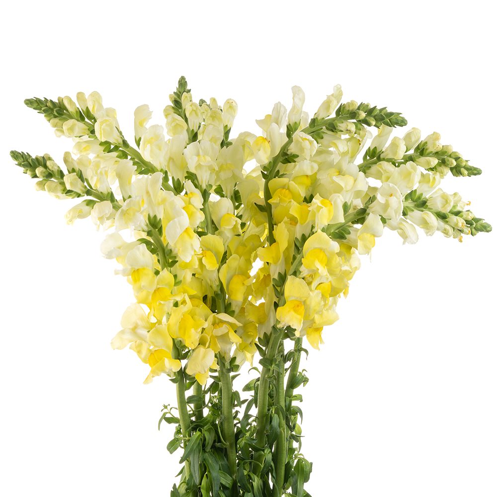Yellow Snapdragon