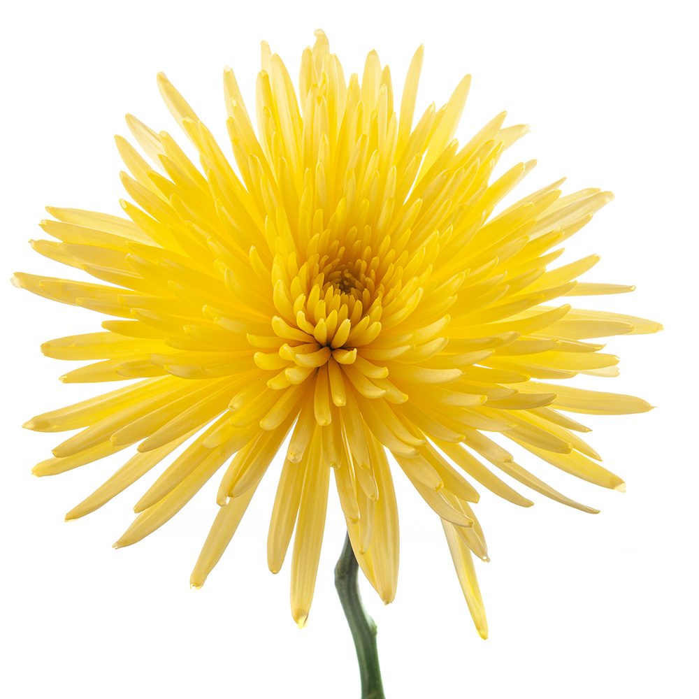 Yellow Spider