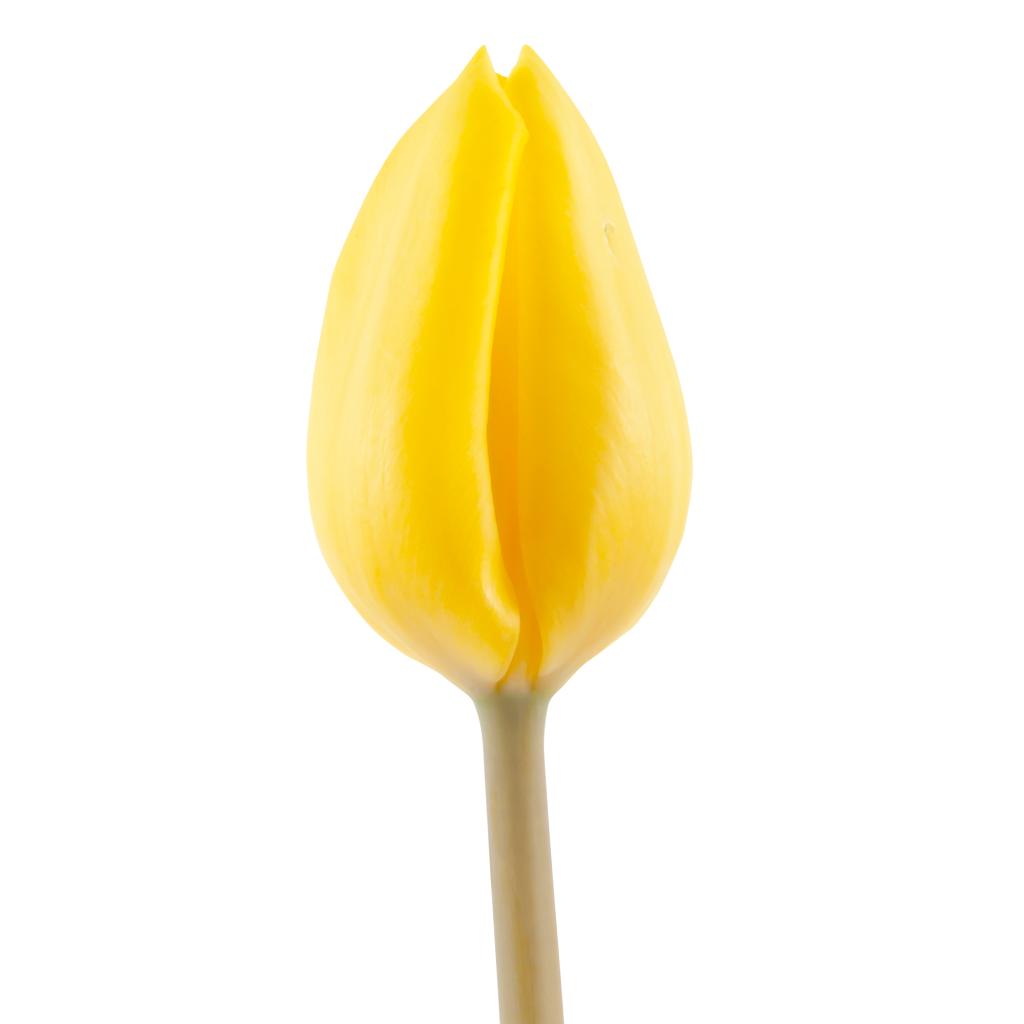 Yellow Tulip
