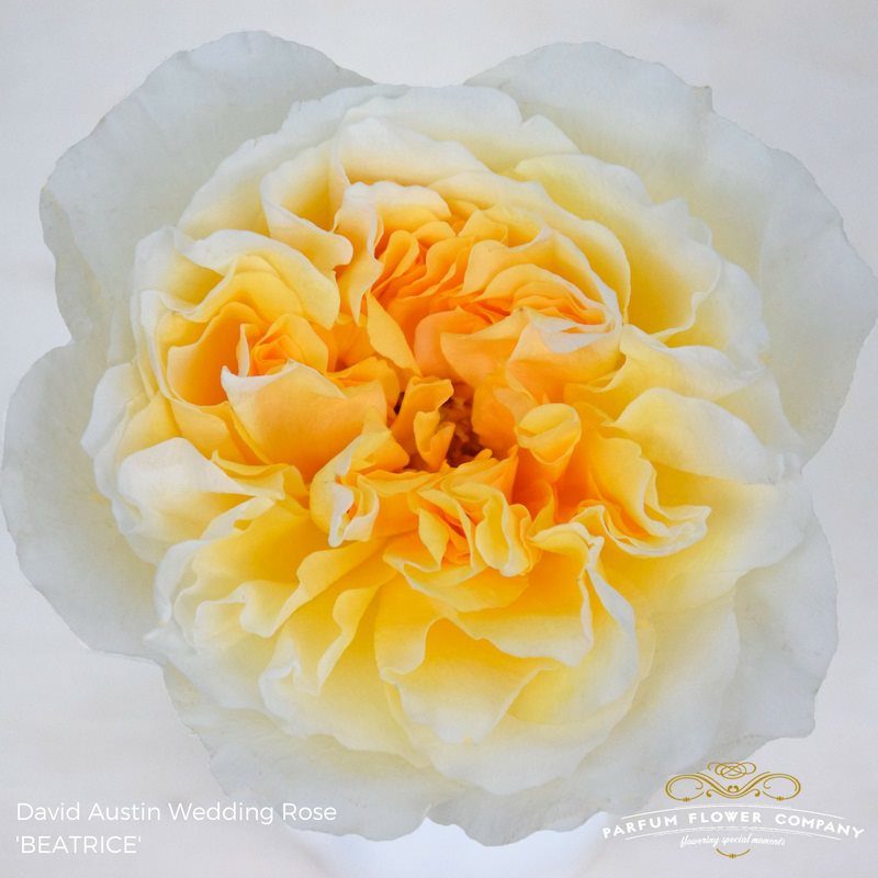 Garden Roses