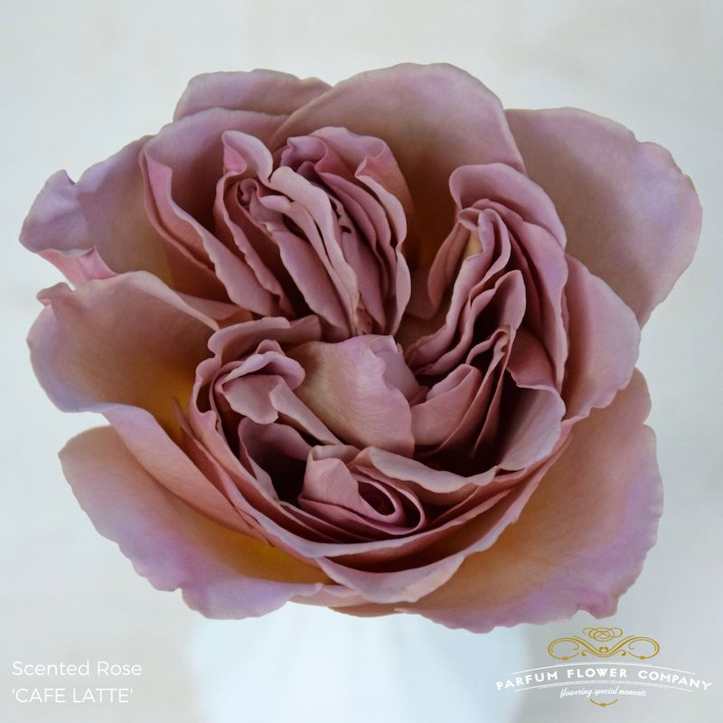 Cafe Latte Artisan garden Rose