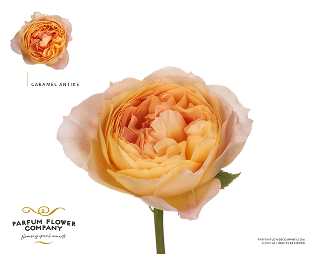Caramel Antique