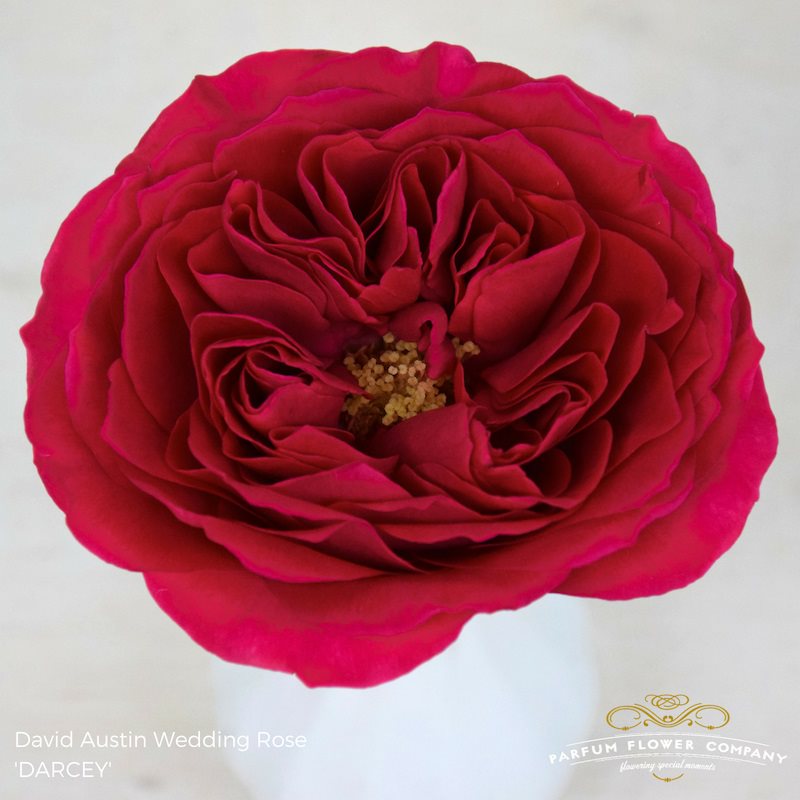 Darcey David Austin Garden Rose