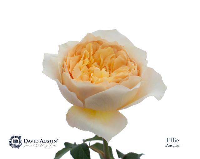David Austin Effie