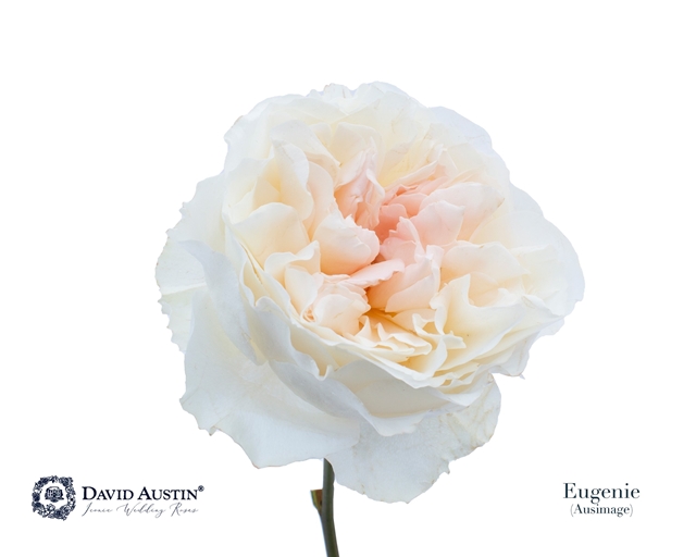 David Austin Eugenie