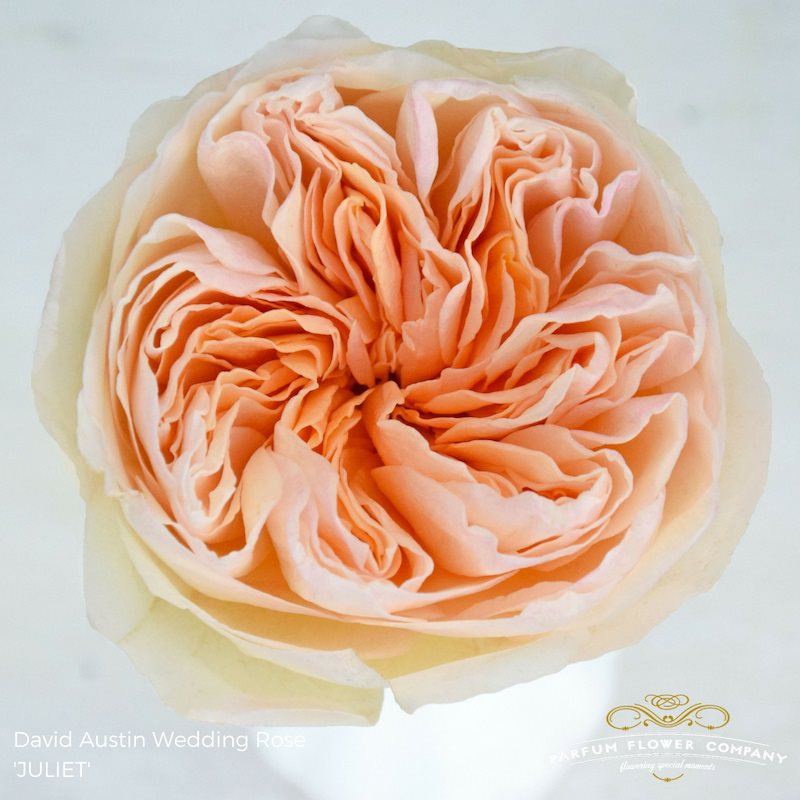 David Austin Juliet Garden Rose