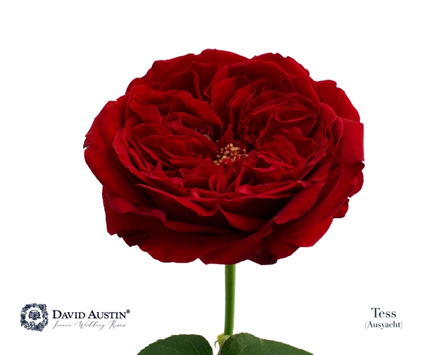David Austin Tess