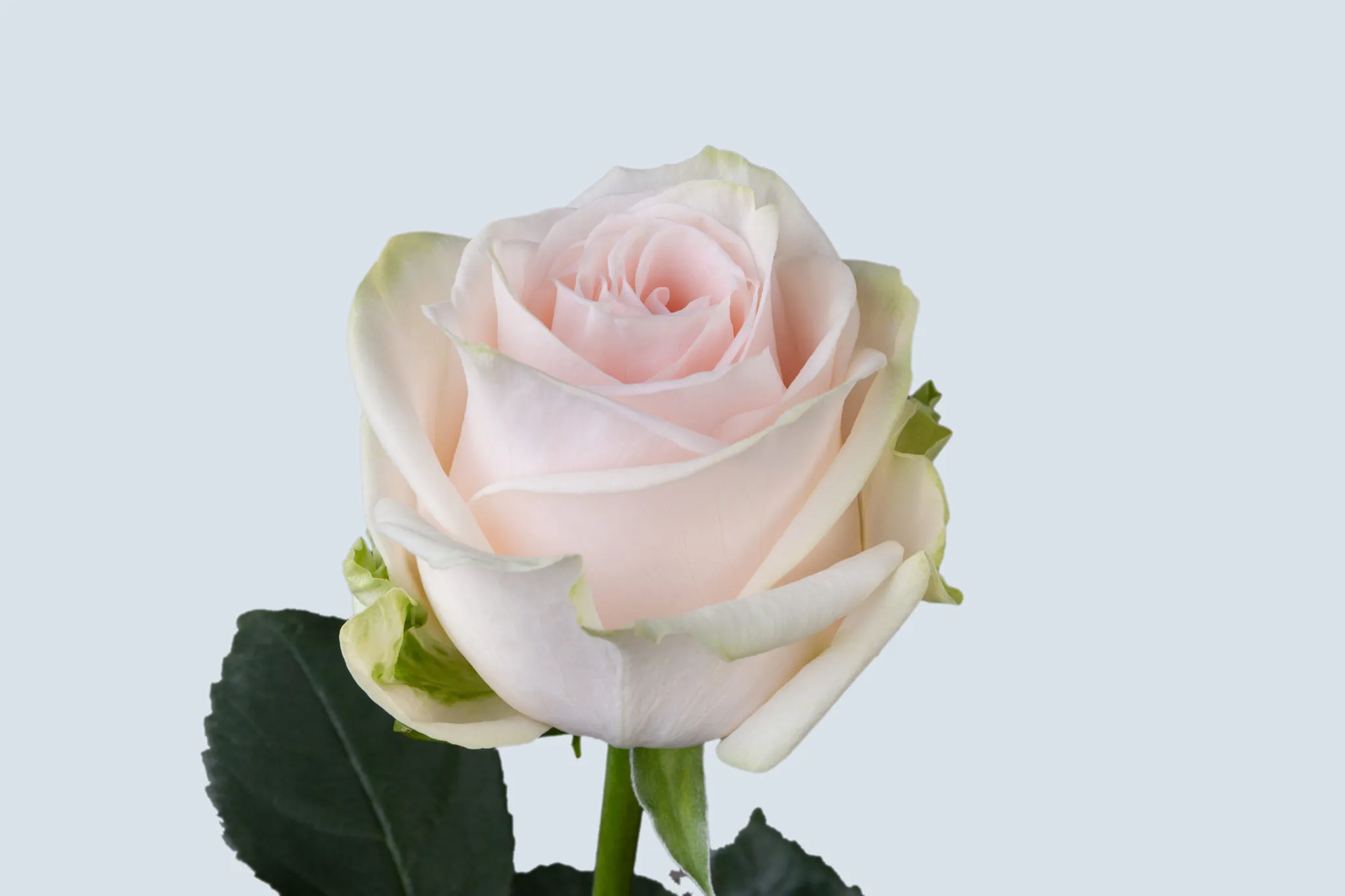 Ecuadorian Garden Roses