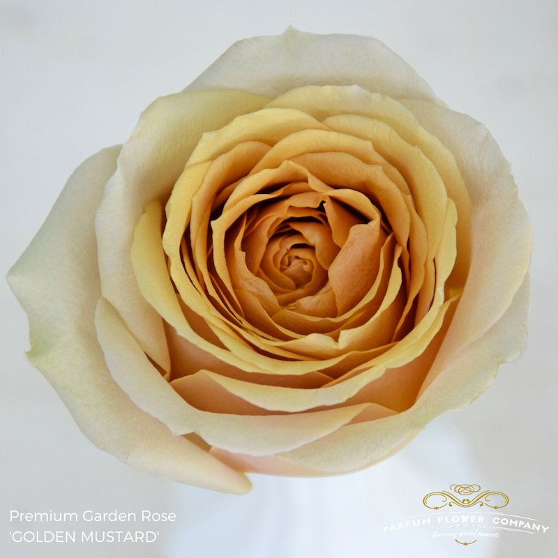 golden mustard rose