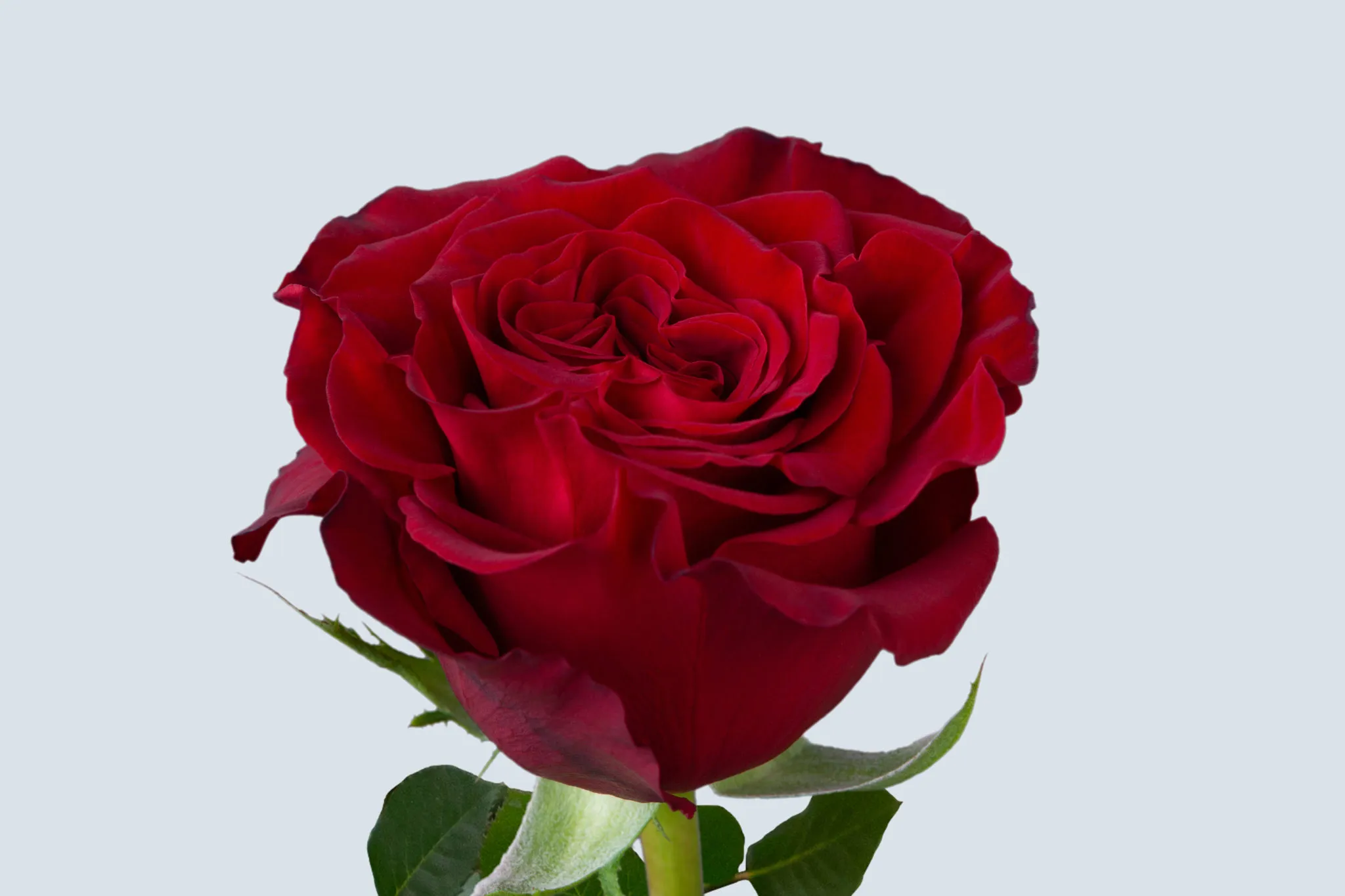 Hearts-Garden-Rose