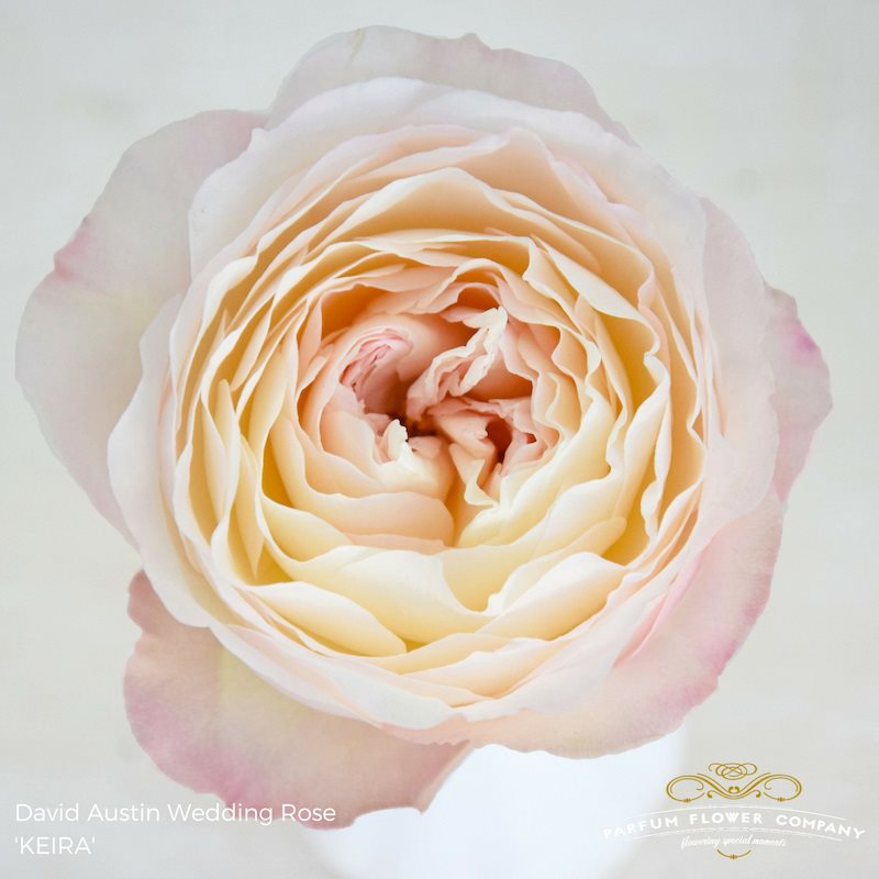 keira david austin garden rose