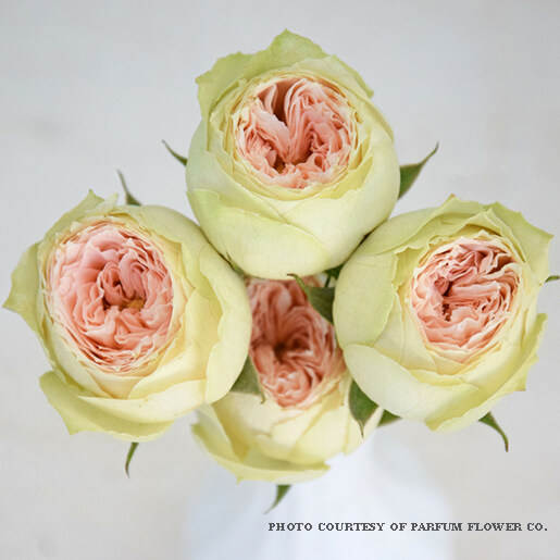 pavlova garden spray