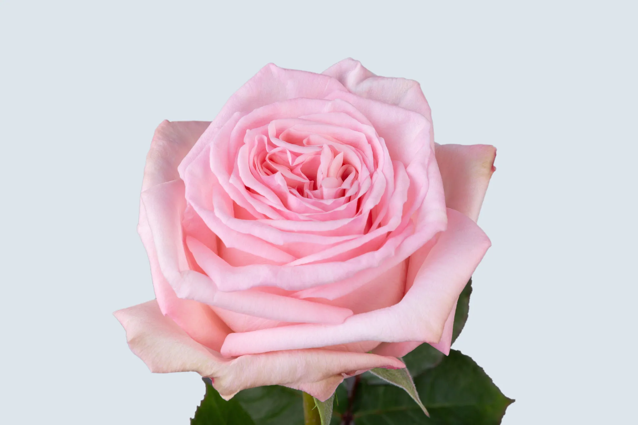 Pink-Ohara-Garden-Rose