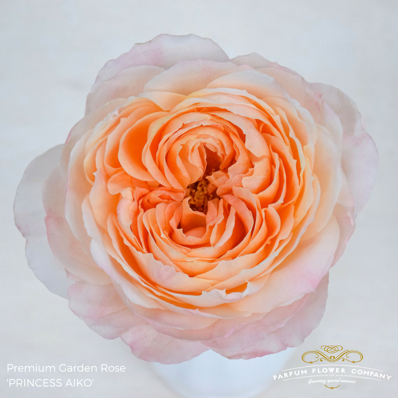 Princess Aiko Garden Rose