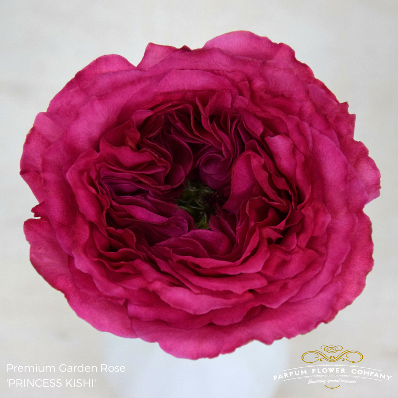Princess Kishi Garden Rose