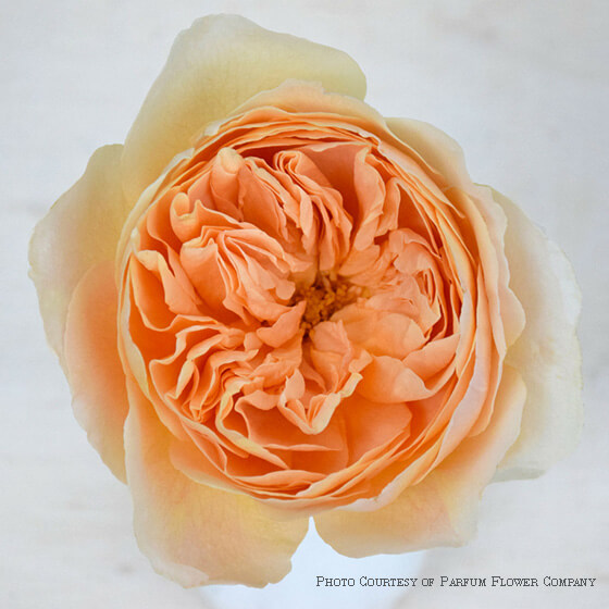 wabara likuhotalu garden rose