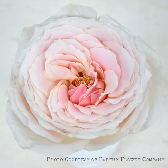 wabara tsumugi garden rose