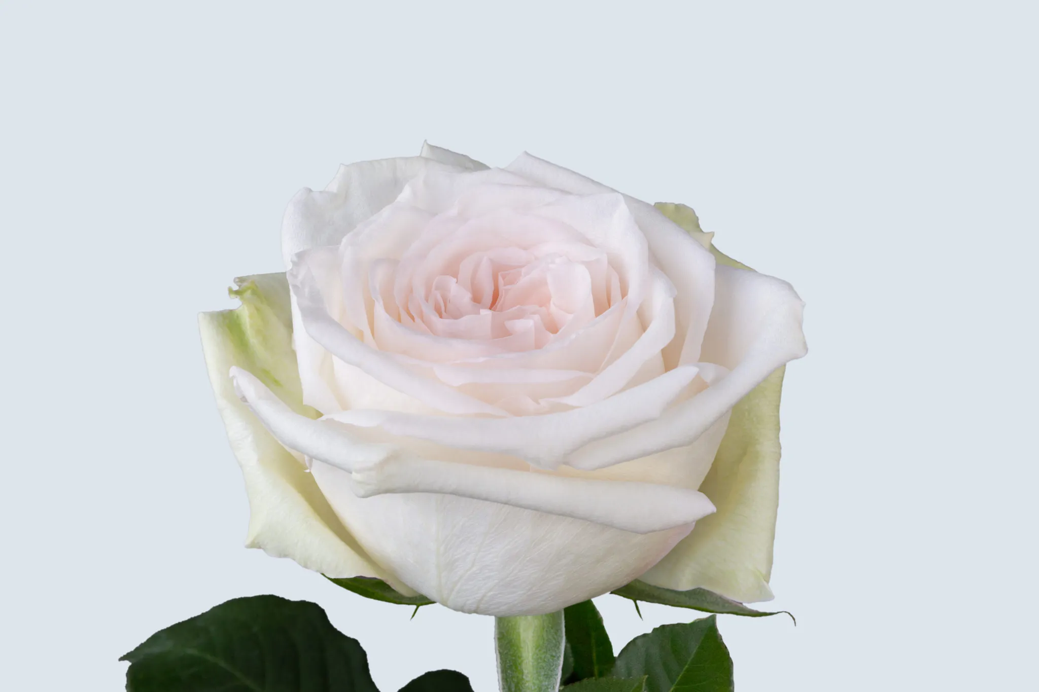 White-OHara-Garden-Rose