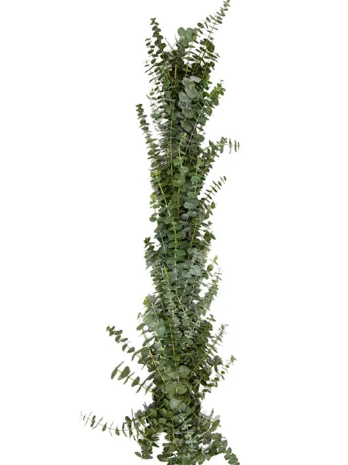 Baby Blue Euc Garland